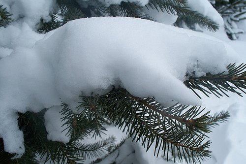 snow piled on pine branch