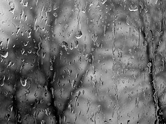 raindrops on window with tree showing outside