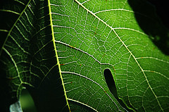close up of fig leaf