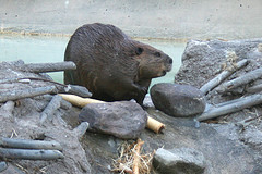 beaver in natural habitat