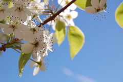 white blossom against blue sky