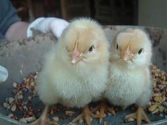 two chicks