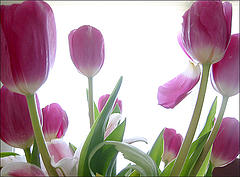 pink and white tulips with green stems