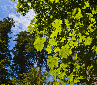 leafy green tree against blue sky