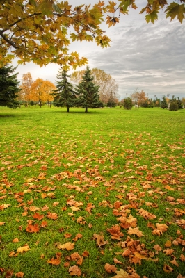wide field with green grass covered with fall leaves