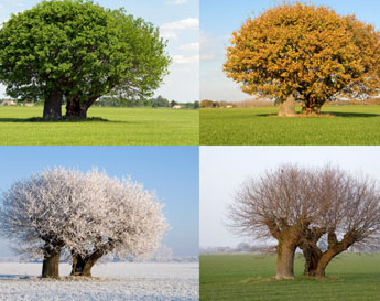 depiction of a tree at each season