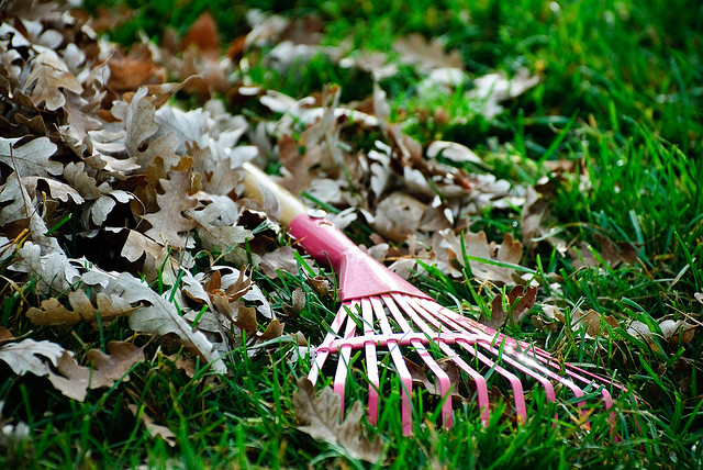 rake lying in grass near fallen leaves